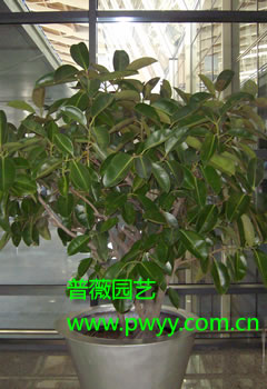 大型橡皮树